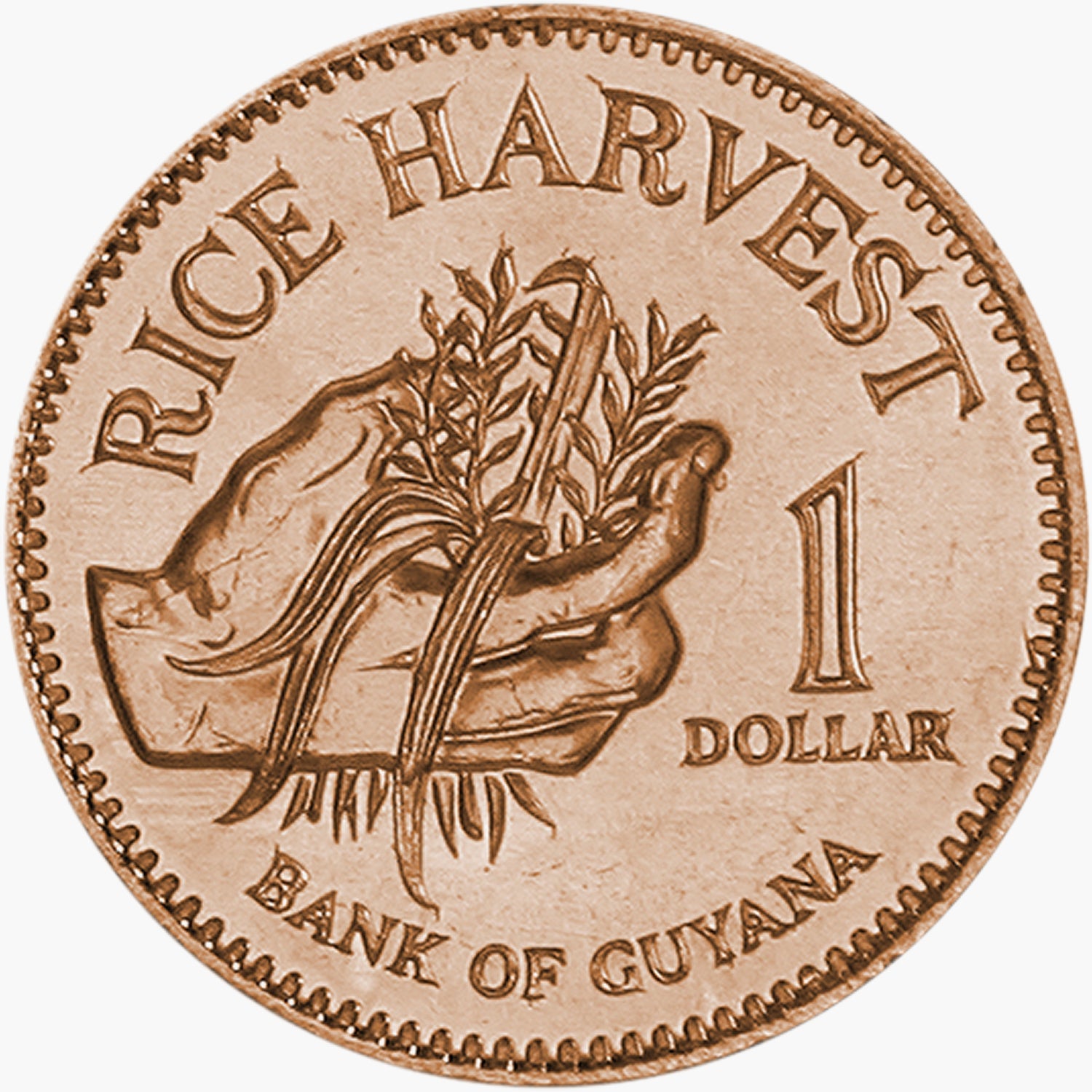 Los Cinco - Agricultura