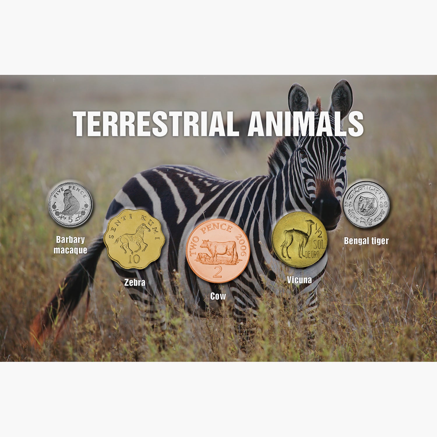 The Five - Terrestrial Animals