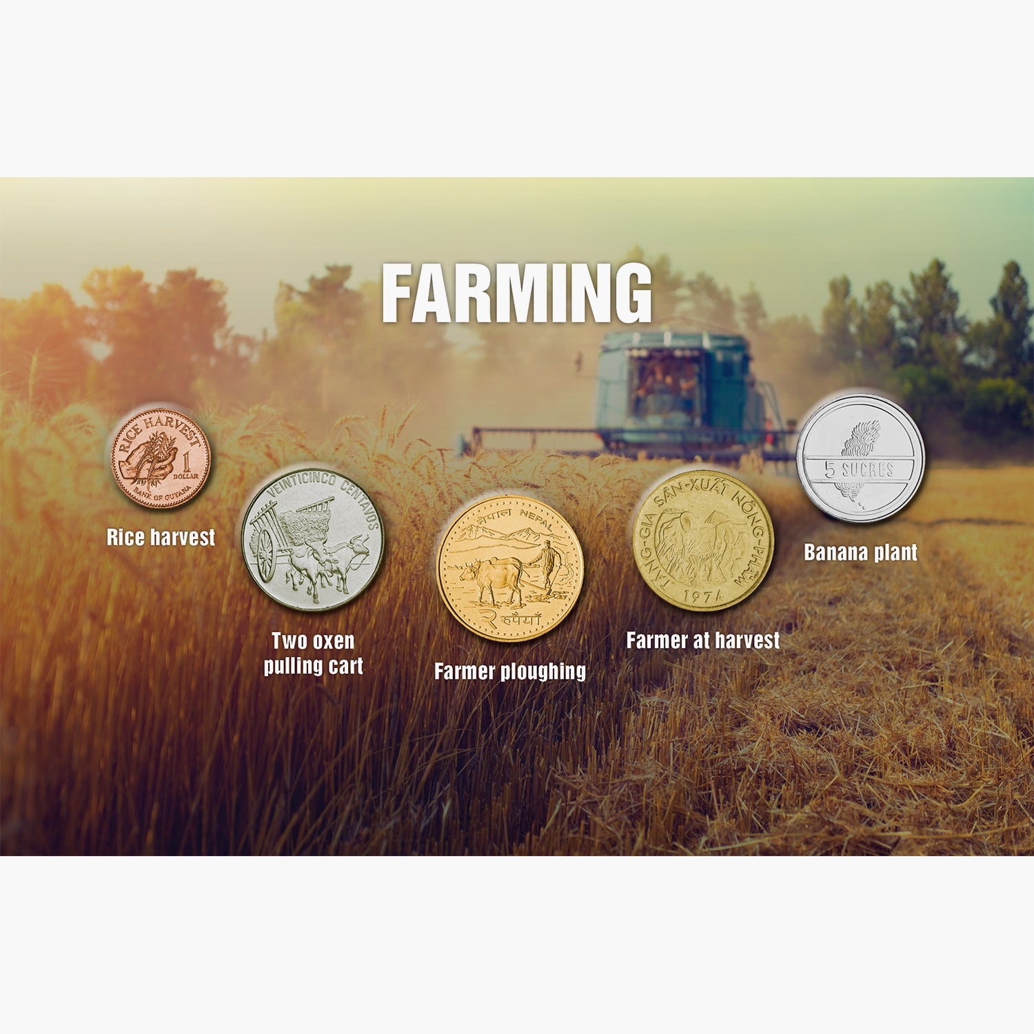 The Five - Farming