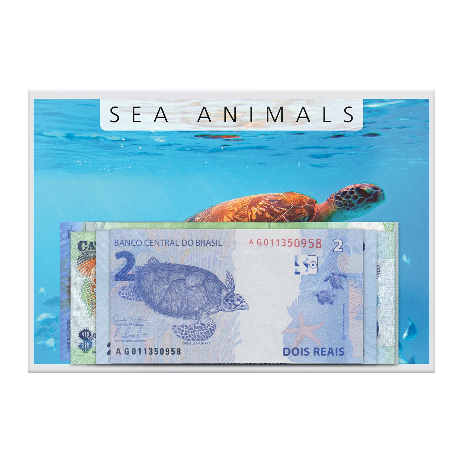 紙幣コレクションの海の動物