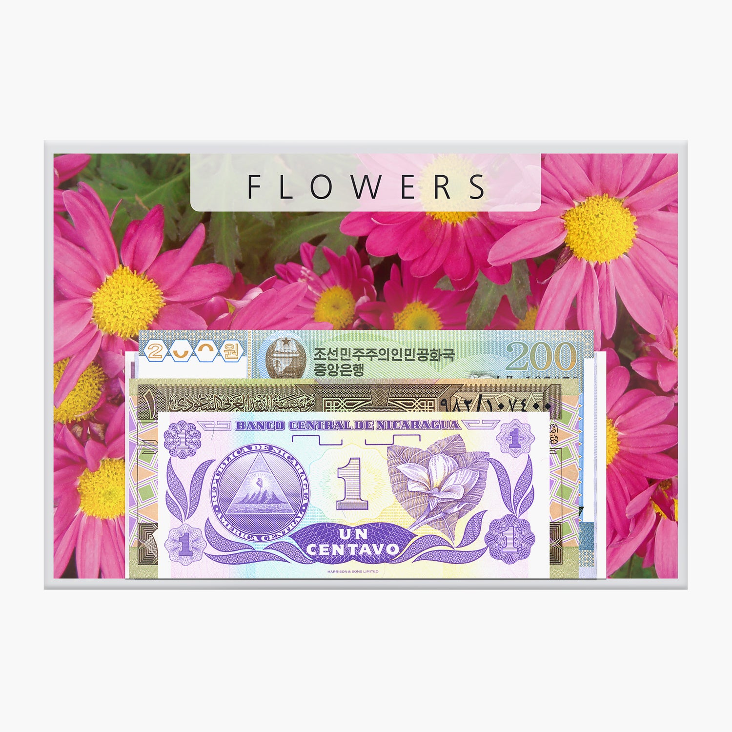 紙幣コレクション「花 I」